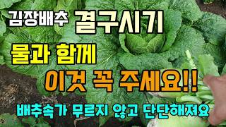 김장배추 결구시기 물과 함께 이것 꼭 주세요 배추속이 무르지 않고 무가 커지고 단단해집니다 #배추물주기 #배…