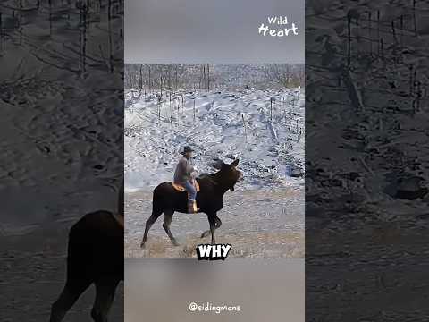 Why We Don’t Ride MOOSE?