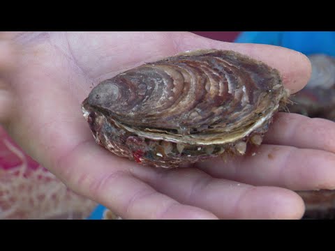 Charente-Maritime : une huître aux 20 perles à Marennes