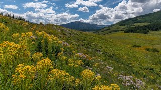 I AM DENVER: Colorado Wildflowers in Full-Bloom