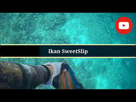 Spearfishing Di Pantai Wagi Nabire Barat Papua