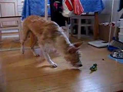 Olivia the Crocodile Dundee