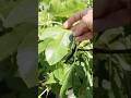 Overwatering Underwatering Fig Trees Fig Figtree Figboss Gardeningtips Fruittrees