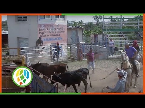 Entrena equipo de Pinar del Río para la etapa eliminatoria de la competencia nacional de rodeo 2022