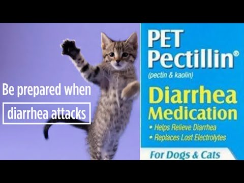 CATS DIARRHEA (Causes, Symptoms and Treatment)