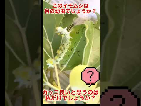 地球の中に生息する幼虫や蛹とは何でしょうか？テクニカルガイド  庭園