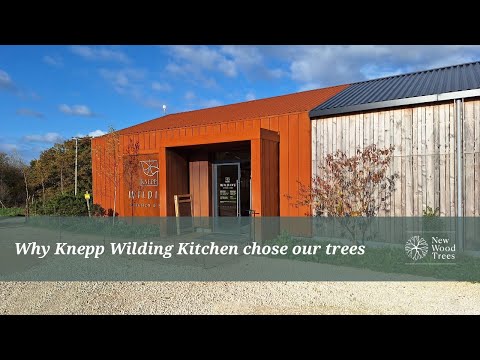 Why Knepp Wilding Kitchen, rewilding pioneers, chose Multi-stems from New Wood Trees