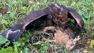 1 Day | Five GOLDEN EAGLES Catch Five Hares!
