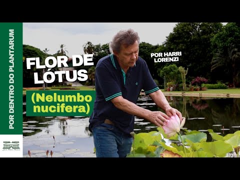 A Encantadora Flor de Lotus (Nelumbo nucifera) | Por Harri Lorenzi | Jardim Botânico Plantarum
