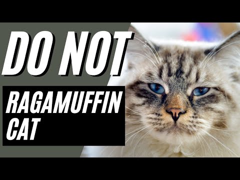 7 Reasons You Should NOT Get A Ragamuffin Cat