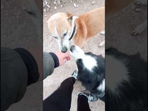 Monte Calvario Tornquist #tornquist #montecalvario #perros #buenosairesturismo
