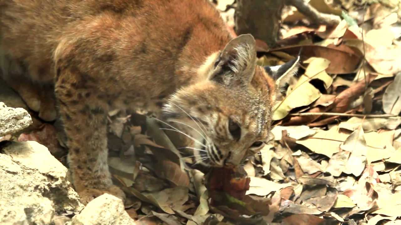 CONABIO La riqueza natural de México