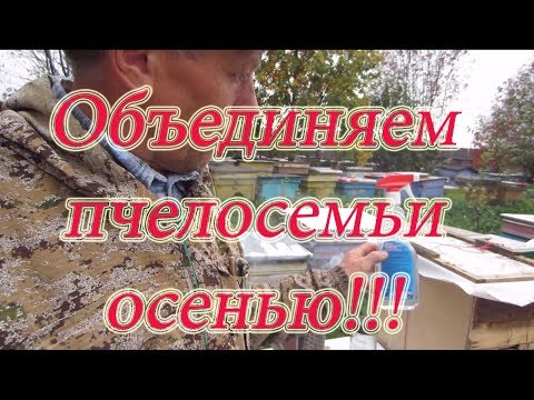 ОБЪЕДИНЕНИЕ БРОДЯЧИХ РОЁВ, пчелосемей осенью путём водным СПИРТОВЫМ РАСТВОРОМ Beekeeping🔥🔥🔥