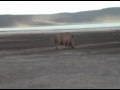 African Animals Video