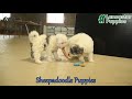 Sheepadoodle dogs for sale: Frodo  - Video 1