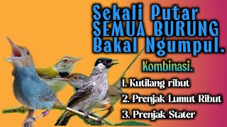 Download lagu Prenjak Lumut Kombinasi Kutilang Ribut ‼️ Suara Pikat Paling Ampuh. mp3 Download lagu Prenjak Lumut Kombinasi Kutilang Ribut ‼️ Suara Pikat Paling Ampuh. mp3