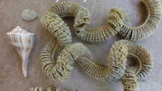 preview picture of video 'Sanibel Seashell Egg Cases'