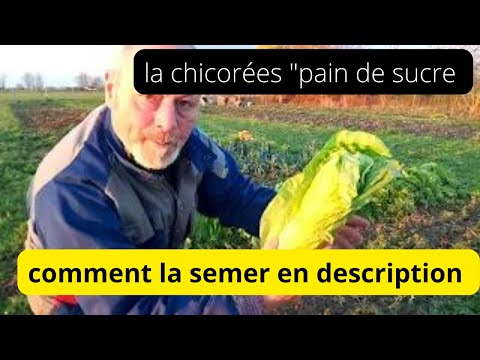 La chicorée  " Pain de sucre " , délicieuse l 'hiver ( lien en description pour semer  )