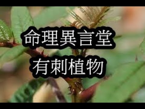 有尖刺的植物