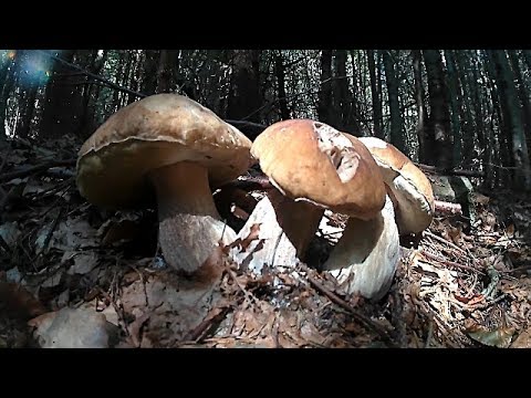 Сезон Білих Карпатських Грибів 2018. Сезон Белых Карпатских Грибов 2018