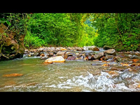 River Sounds Relaxing Music - Relaxing Piano, Forest Nature Sounds, Bird Songs and Water Sounds