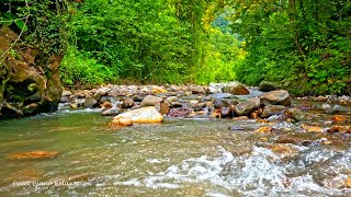 Download lagu River Sounds Relaxing Music - Relaxing Piano, Forest Nature Sounds, Bird Songs and Water Sounds mp3