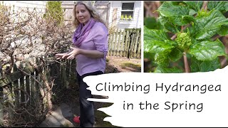 Climbing Hydrangea in the Spring