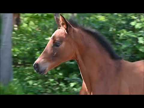 Charmantes Stutfohlen von Emilio Sanchez