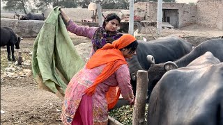 Bhaga Bhaga Ke Mat Maar De Aaj Toh Buffalos Ne