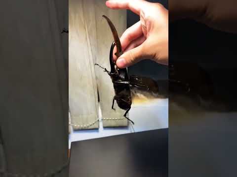 Is this the largest beetle? #Beetle#kunInsect Science #Hercules beetle