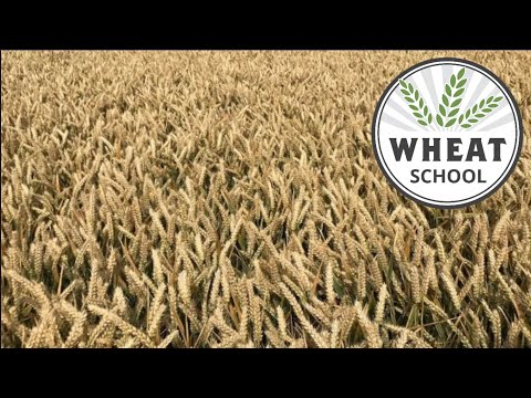 Wheat School: World record wheat with Eric Watson