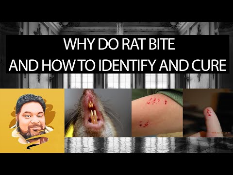 , title : 'WHY DO RATS CARRY DISEASES AND HOW TO IDENTIFY AND CURE'