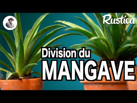 , title : 'Division des mangaves'