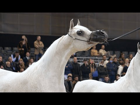 🔶 NOFT AL NAYFAT 🔶 Gold Champion Senior Mare, 2021 PARIS ARABIAN HORSE WORLD CHAMPIONSHIP