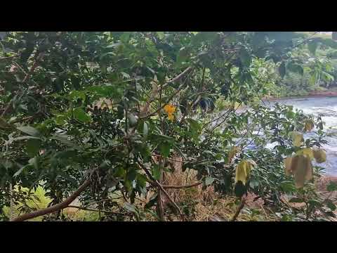 Rio Formoso na Bahia,  Município de Coribe BA 