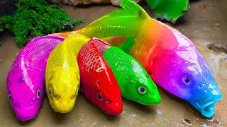 Funny Fish Videos ❤️ Rainbow Koi Fish  Koi Fish explores new lands | Stop Motion