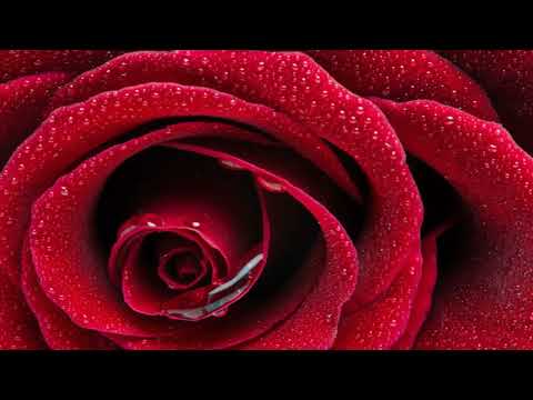 Rosas Vermelhas - Céu e Cantos