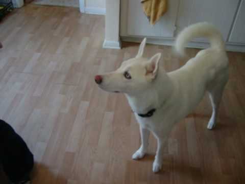 Casper's Favorite Frozen Treat