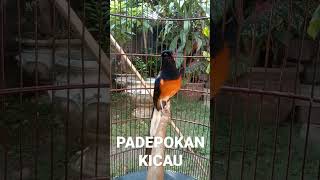 Download lagu murai mewah satu nafas 3 lagu mp3 Download lagu murai mewah satu nafas 3 lagu mp3