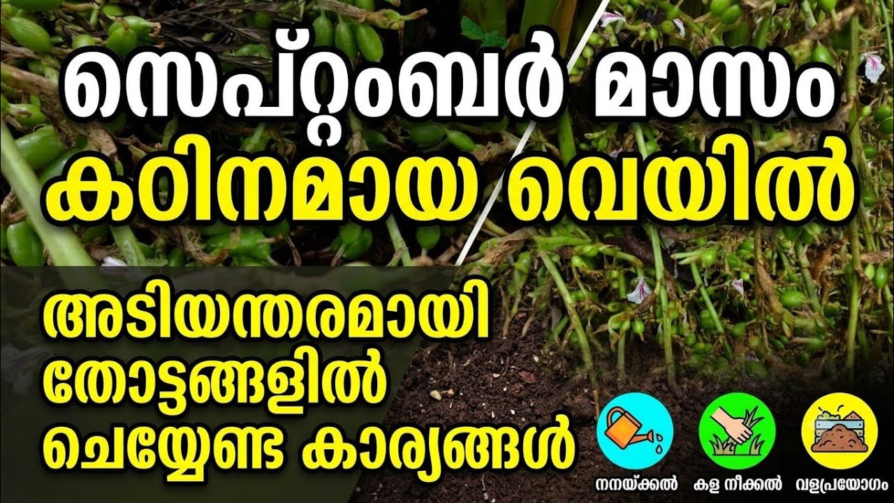സെപ്റ്റംബർ മാസം കഠിനമായ വെയിൽ.. അടിയന്തരമായി തോട്ടങ്ങളിൽ ചെയ്യേണ്ട കാര്യങ്ങൾ  | Severe heat in September.. Urgent things to do in gardens 