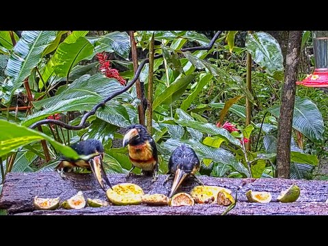 Soggy Collared Aracaris Visit The Panama Fruit Feeder – Nov. 2, 2020