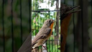 Download lagu suara sikatan mugimaki #kicaumonster #kicaumania #birds mp3