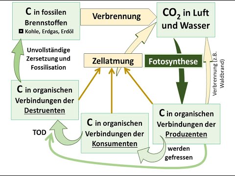 Kohlenstoffkreislauf erklärt (auch für Sek I geeignet)
