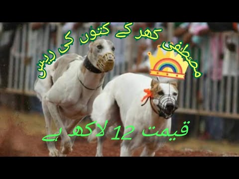Mustafa khar kay Dogs ki Race in Kala Kataei
