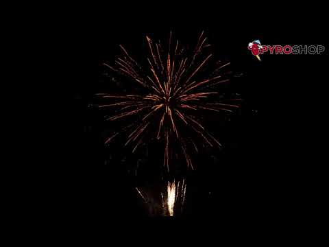 3878 - Golden Shell 1,2" INCH