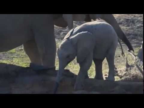 Safari Live Videos--Sunrise Drive- June 26- Breeding Herd Of Elephants With Little One Teething