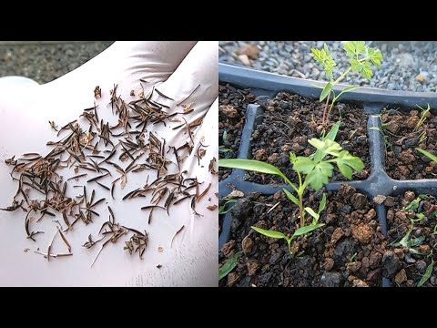 園芸 栽培チャービル、コモンチャービル