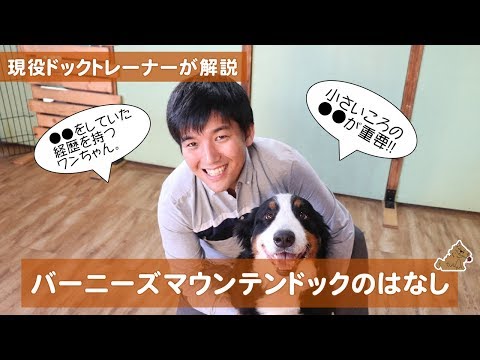 アイディまたはアトラス マウンテン ドッグ