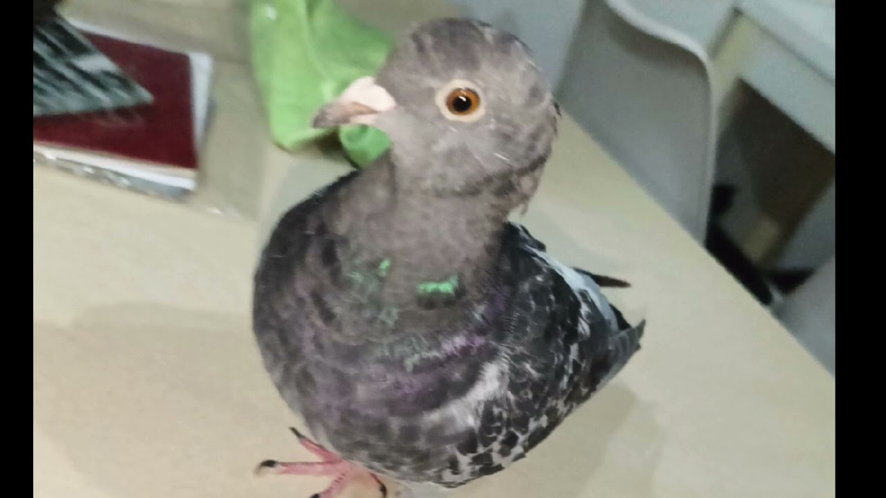 sajgonka the pigeon