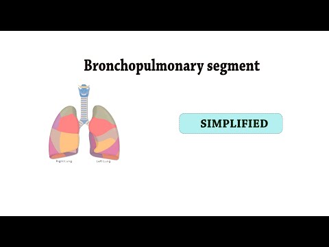 brochopulmonary segments